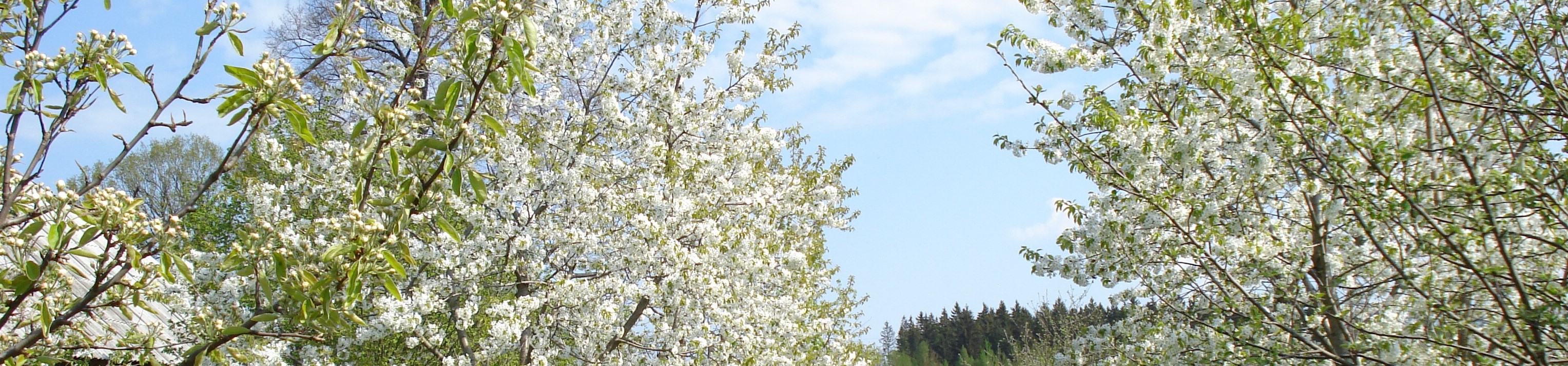 AAA